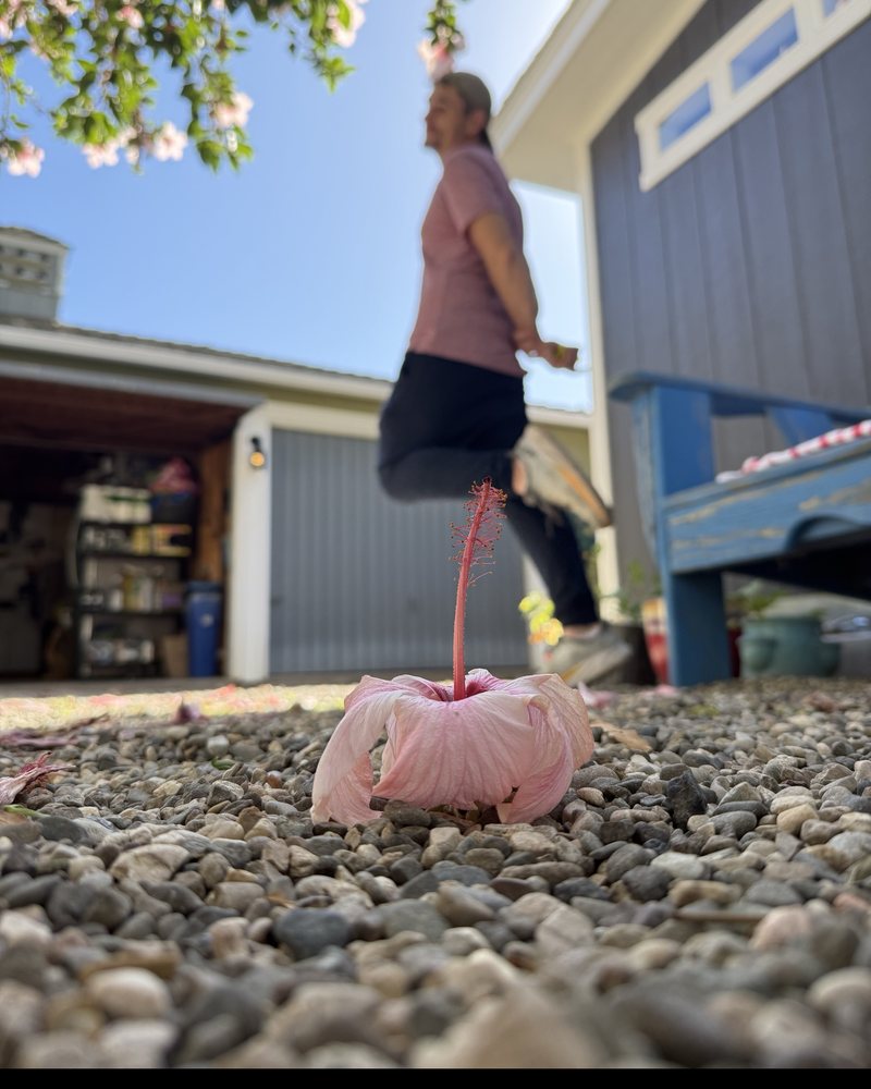 James jumping in the yard behind a fallen pink hibiscus